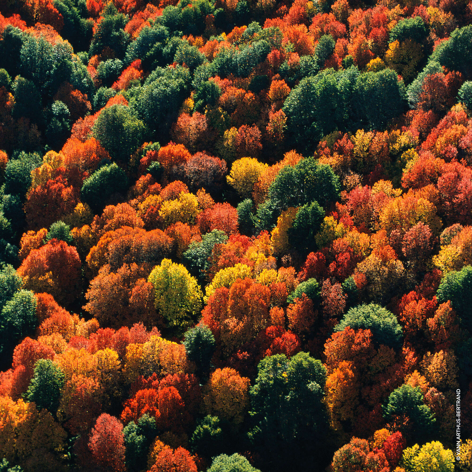 Aqua Allegoria Forte Oud Yuzu EdP Refill 200 ml