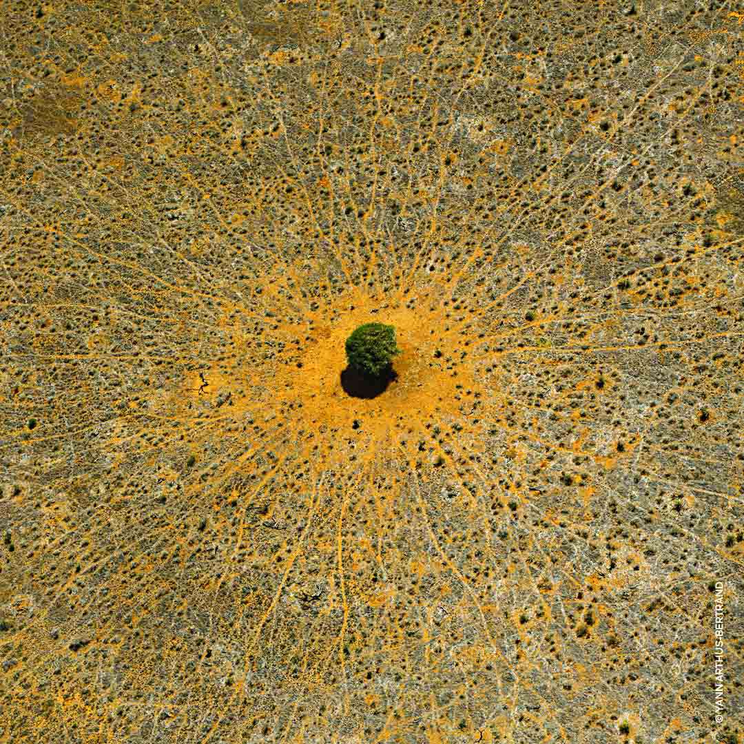 Aqua Allegoria Mandarine Basilic EdT Refill 200 ml