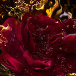 Absolus Allegoria Rose Amira EdP 125 ml