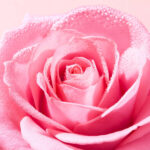 Very Rose Light Cleansing Foam 150 ml